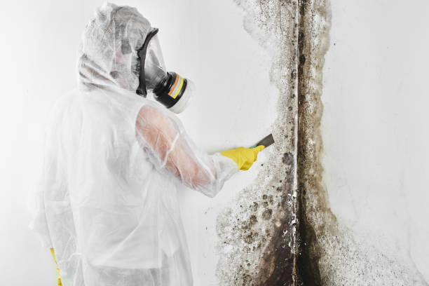 Best Same-Day Mold Removal  in Hartley, CA