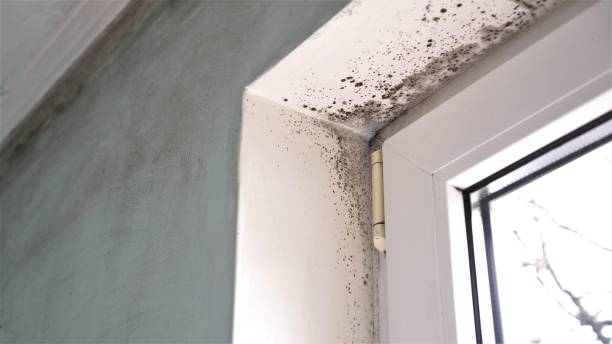 Trusted Hartley, CA Mold Removal Experts