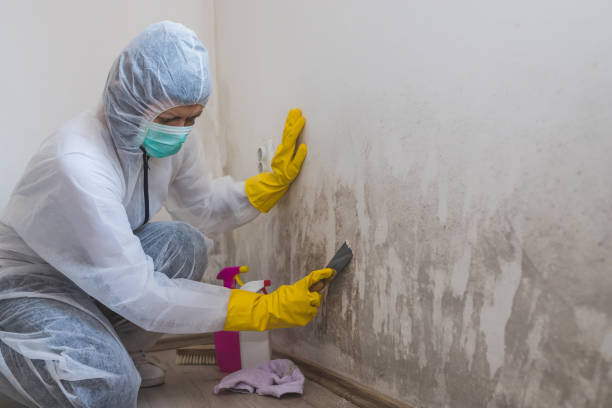 Best Mold Removal Specialists  in Hartley, CA