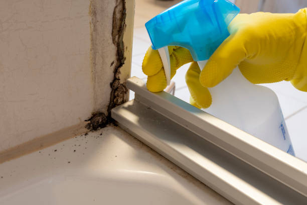 Best Mold Remediation  in Hartley, CA