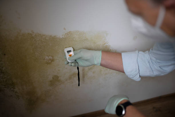 Best Mold Removal Process  in Hartley, CA
