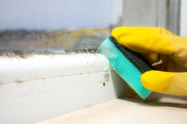 Best Black Mold Removal  in Hartley, CA