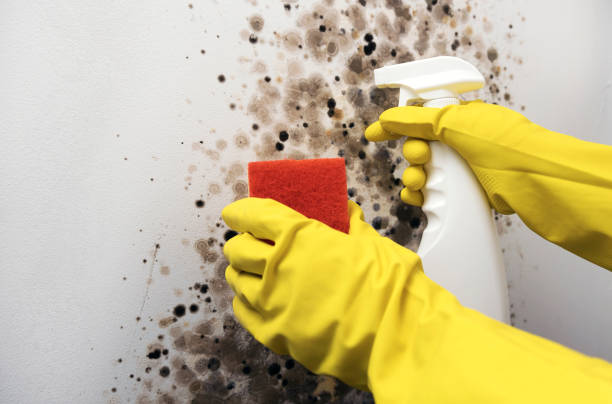 Best Best Mold Removal Companies  in Hartley, CA