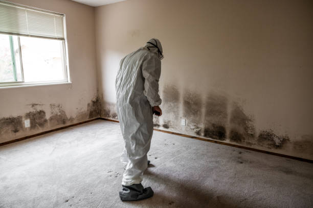 Mold Removal Process in Hartley, CA