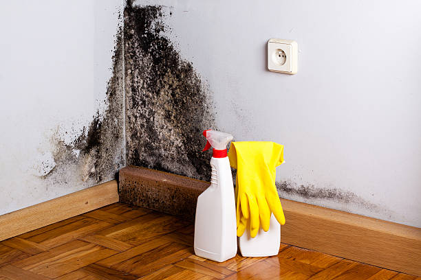Best Mold Damage Repair  in Hartley, CA