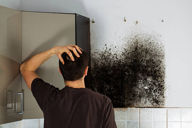 Best Attic Mold Removal  in Hartley, CA