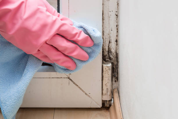 Best Toxic Mold Removal  in Hartley, CA